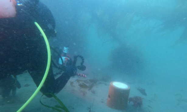 Underwater Octo-Condos Offer Beacon of Hope for Goleta Kelp Beds